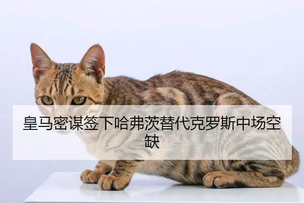 皇马密谋签下哈弗茨替代克罗斯中场空缺
